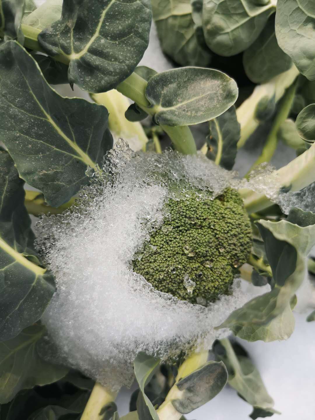 西兰花露地越冬,北方露地越冬西兰花品种