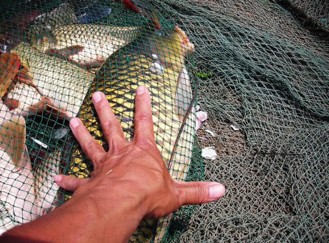 鲤鱼怎么做肉质劲道,钓鱼人喜欢鲤鱼吗