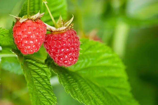 树莓物以稀为贵冷门水果系列,树莓哪个品种好吃又甜