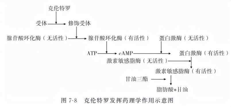 动物源性食品中有害化学物质及污染物的检测——β2-受体激动剂