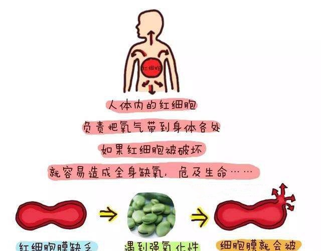 蚕豆病为什么禁用大剂量维生素c,蚕豆病禁用的药物有哪些
