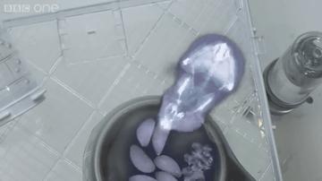 仓鼠的嘴巴到底有多大啊,仓鼠的嘴巴有什么可爱的地方