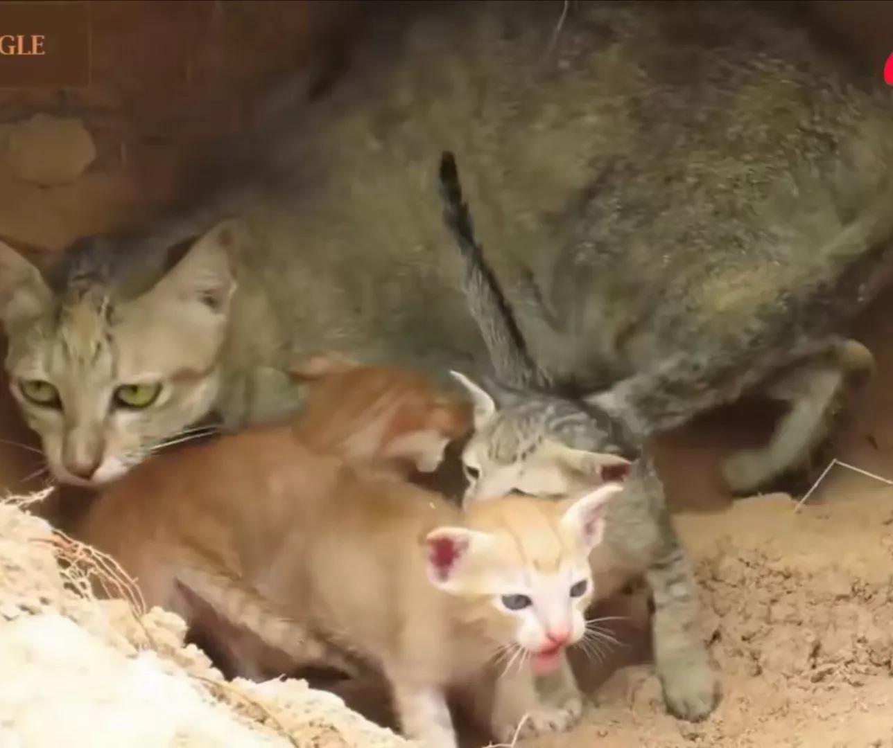 老太含泪扔下猫进城，猫妈带着小猫，在洞里挨饿，恶蟒蛇还来祸害