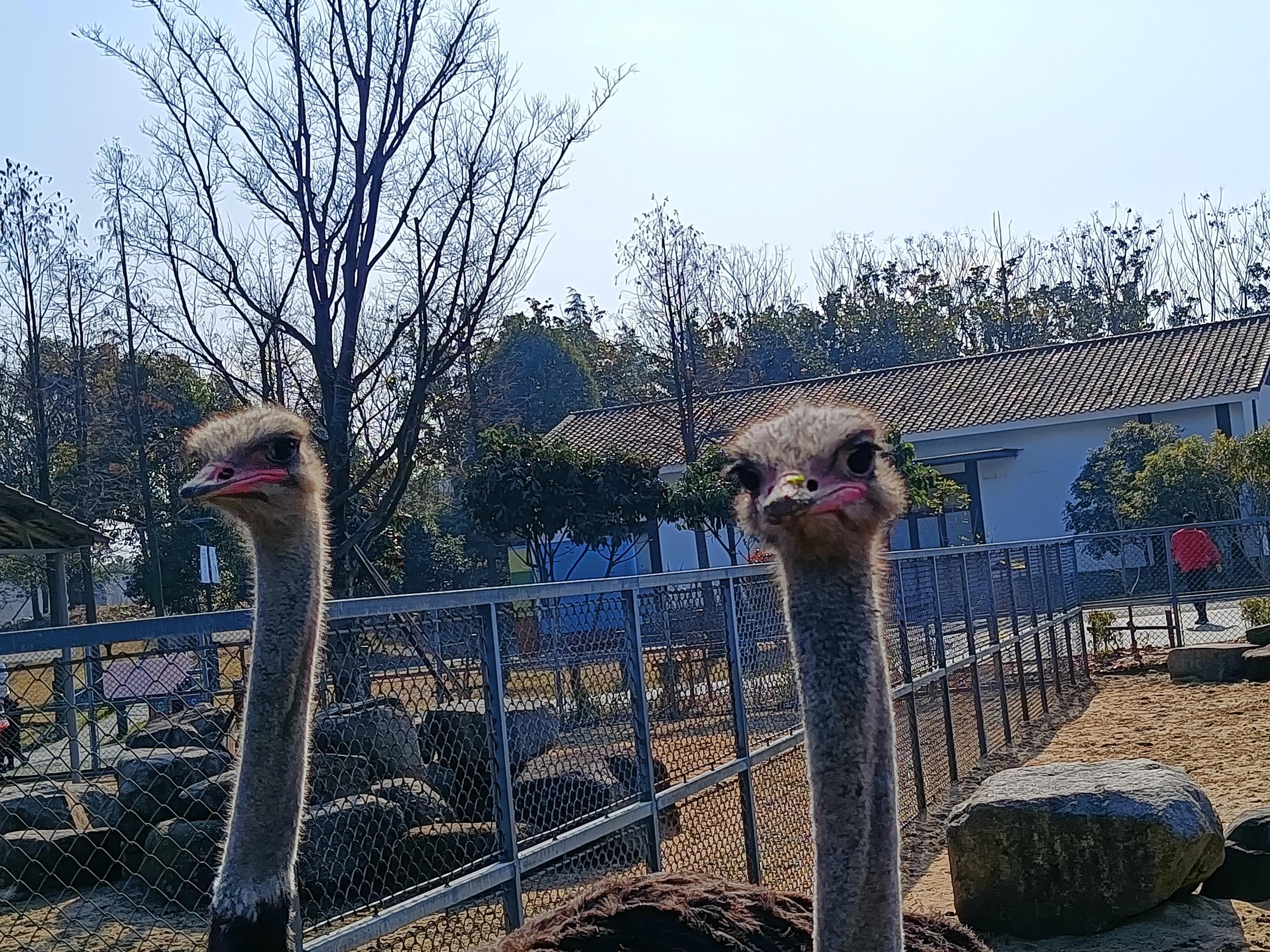 上方山森林公园作文,上方山森林公园动物世界