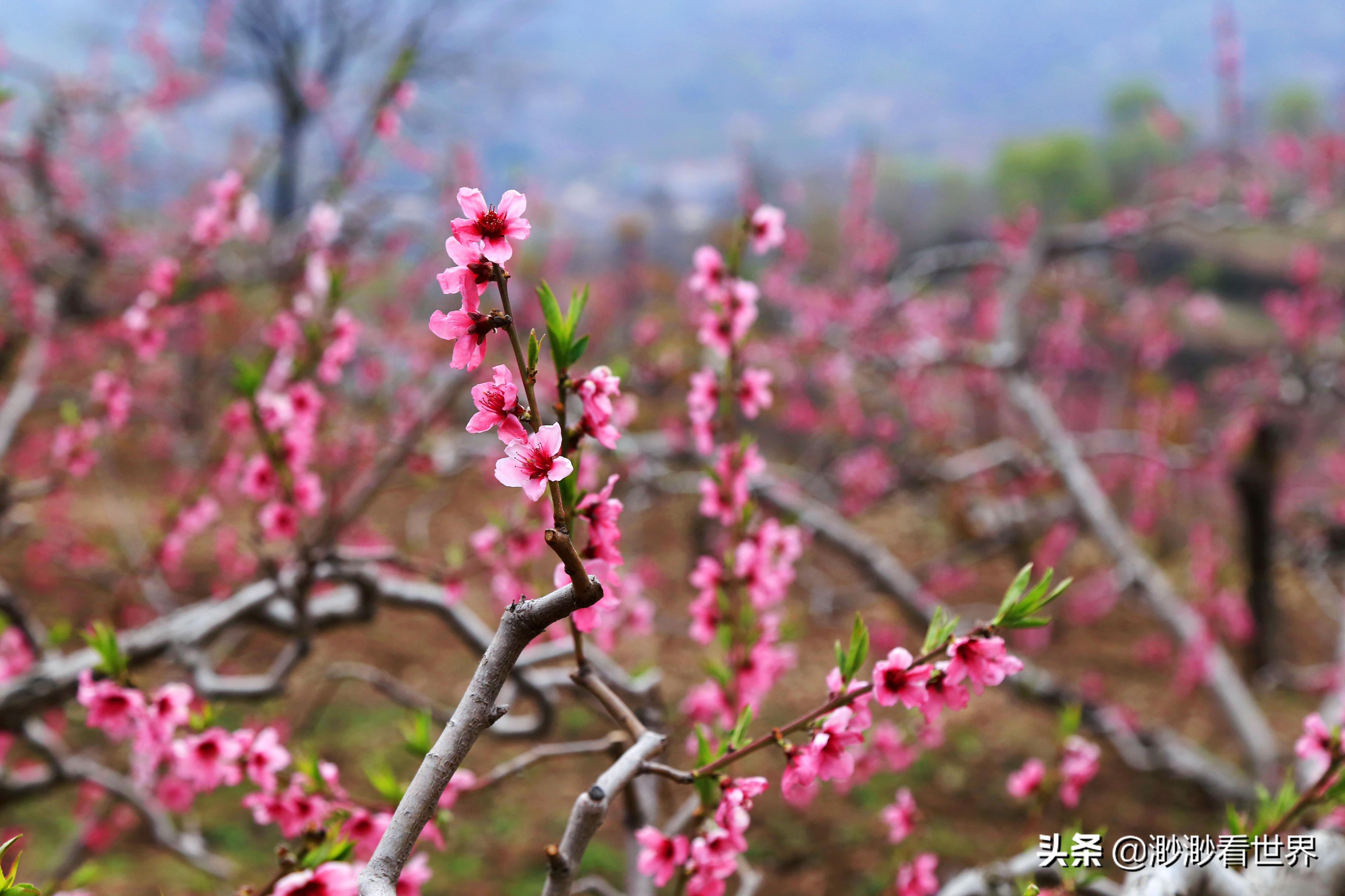探索蒙阴岱崮地貌旅游奇景,沂南县岱崮地貌