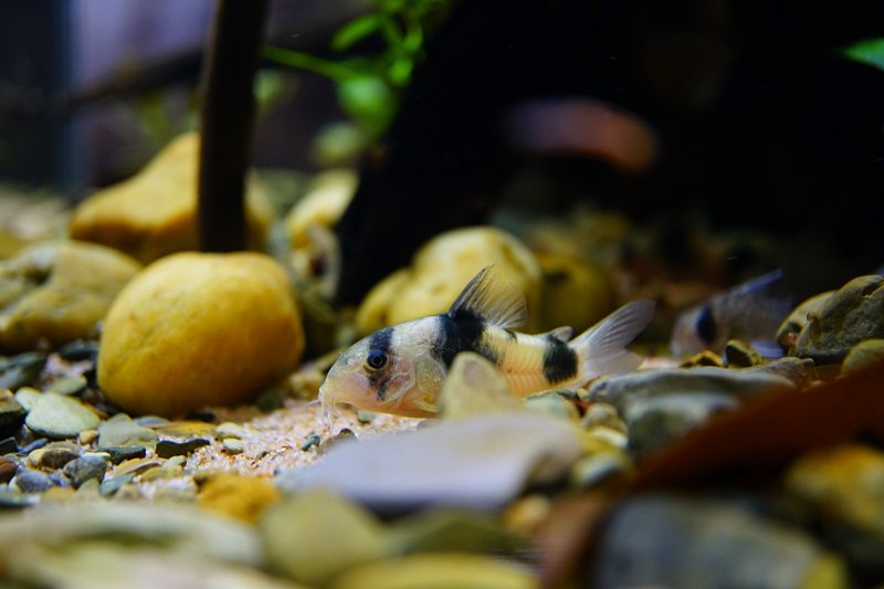 南美水族论坛推荐,南美水草造景论坛