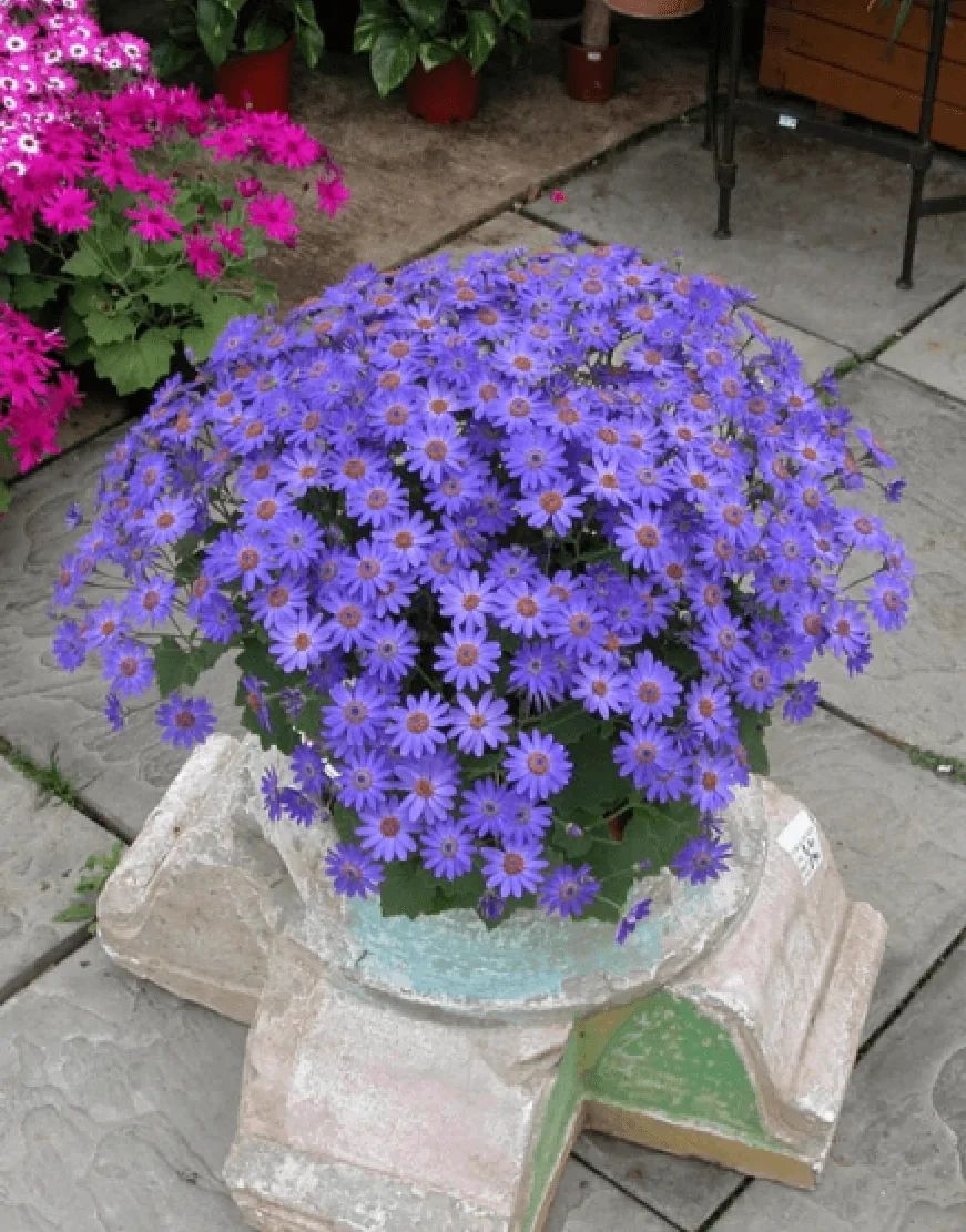 6种花开花时间,六种短命花