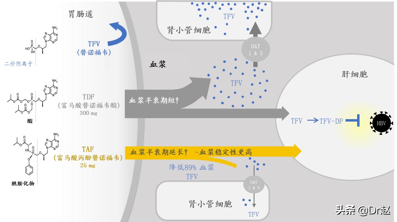 最新乙肝新药韦立得服用说明,韦立得被认为是目前最好的乙肝药