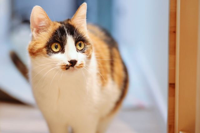 佳能rf70200f2.8和f4哪个好,佳能rf15-35f2.8测评