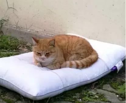 中国地质大学武汉2023招生预估,高考志愿填报武汉哪些大学