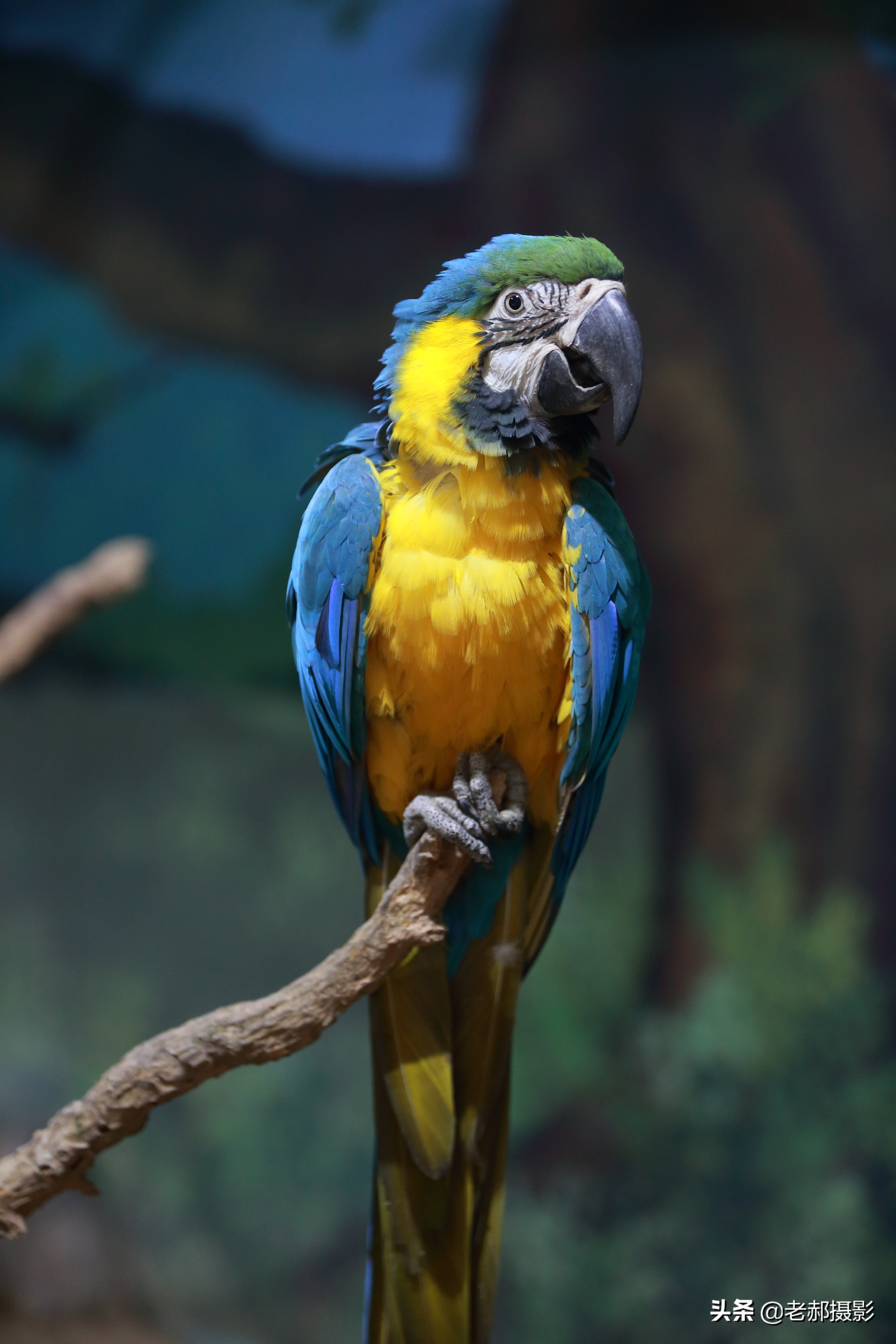 鹦鹉中它是最贵的了吧？