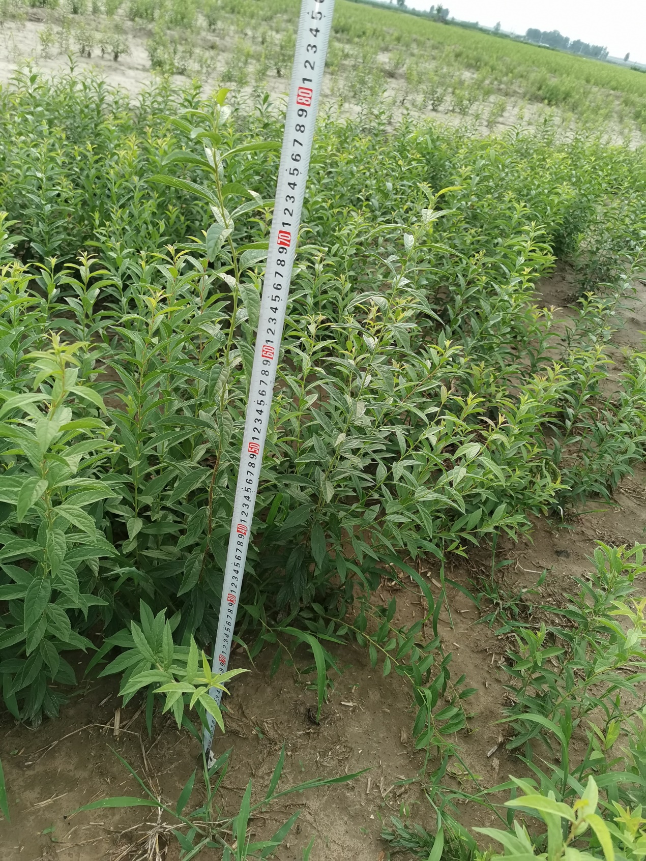 六稳、六保新形势下的欧李产业乘风破浪