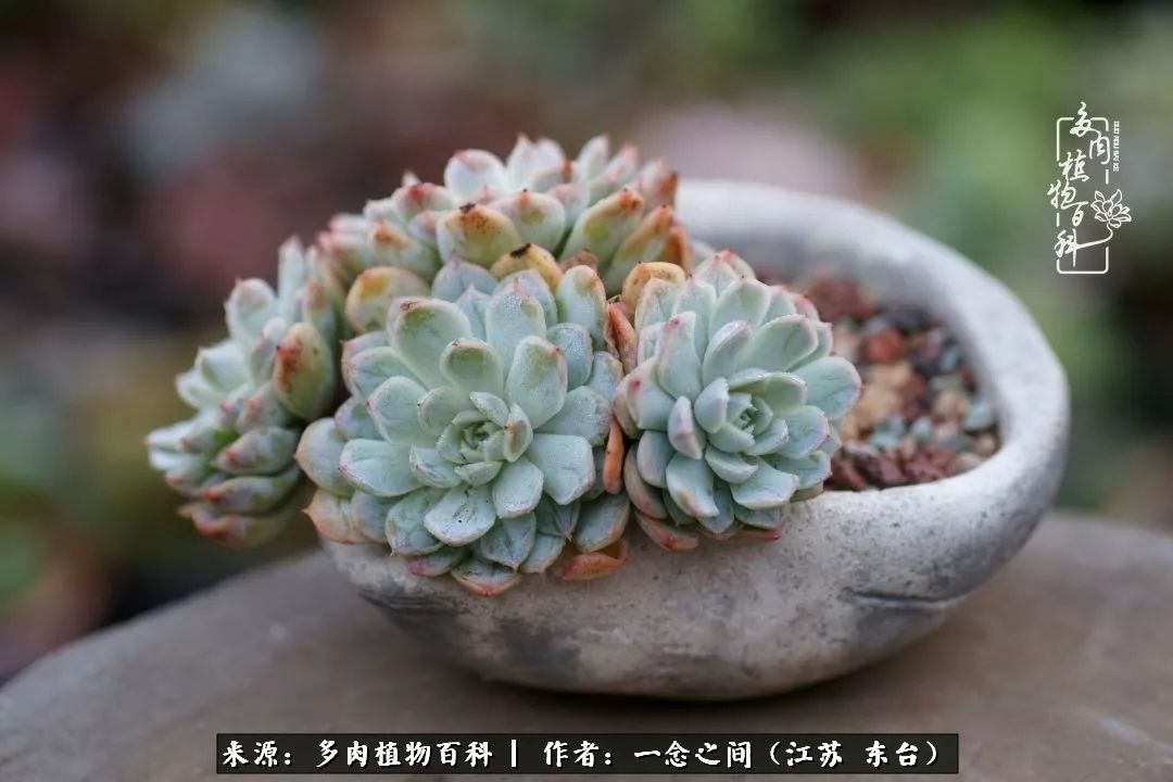 对多肉植物的爱心寄语,赏兰花感言