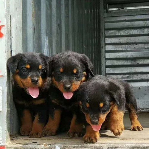 罗威纳的品质跟喂养有关系吗,罗威纳国际评级标准