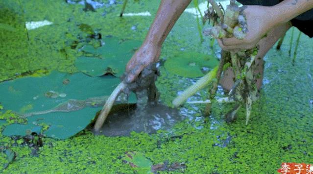 荷花的10种做法,荷花的吃法视频