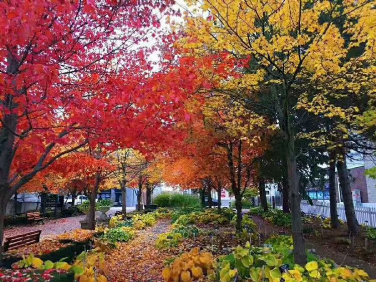 温莎大学是怎样一种存在？