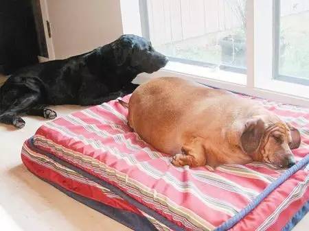 短腿狗腊肠犬,吉尼斯纪录最长的腊肠犬