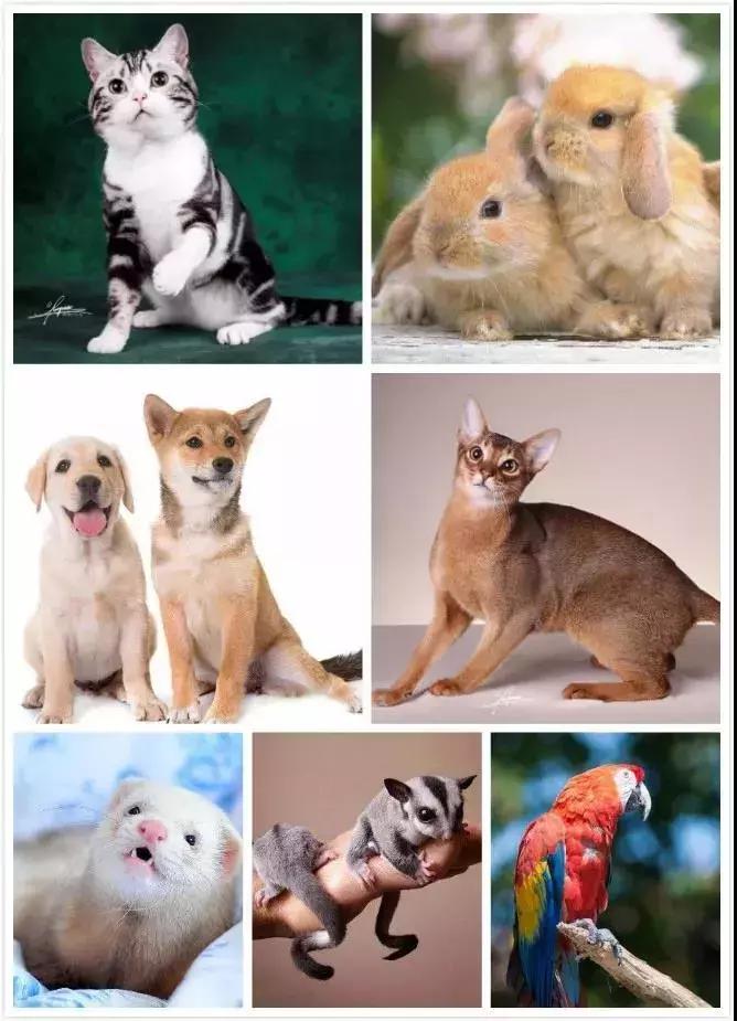 宠物生活节南京,南京宠物文化节活动