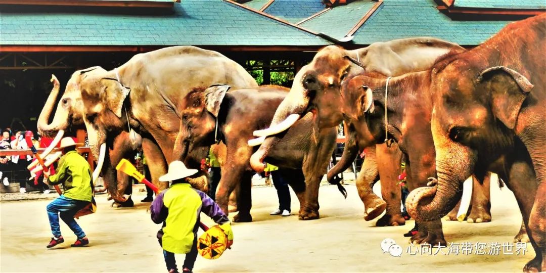 彩云之南版纳行,版纳之旅看大象