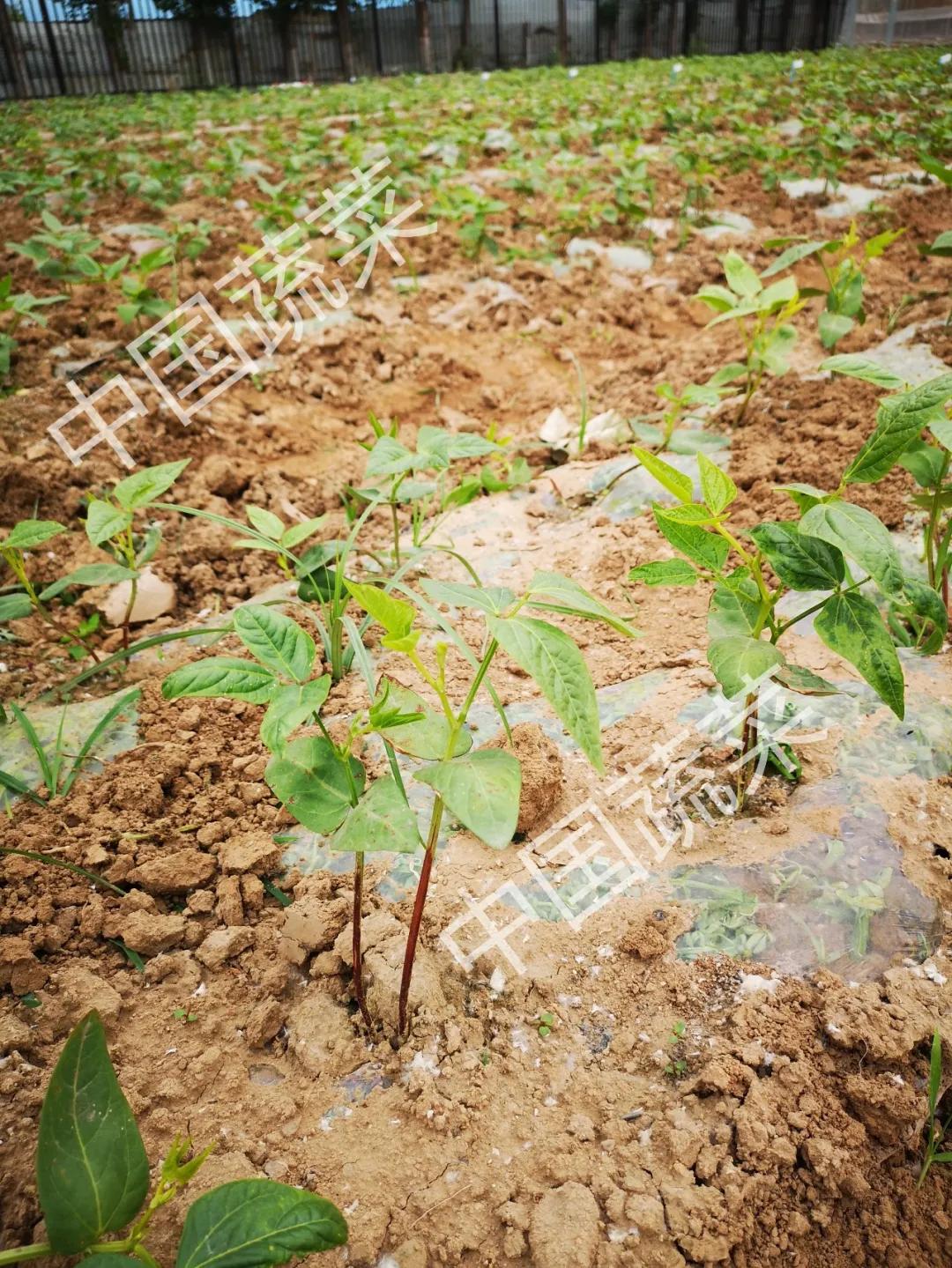 豇豆刚发芽遇上低温怎样预防,豇豆防霜冻最快的方法