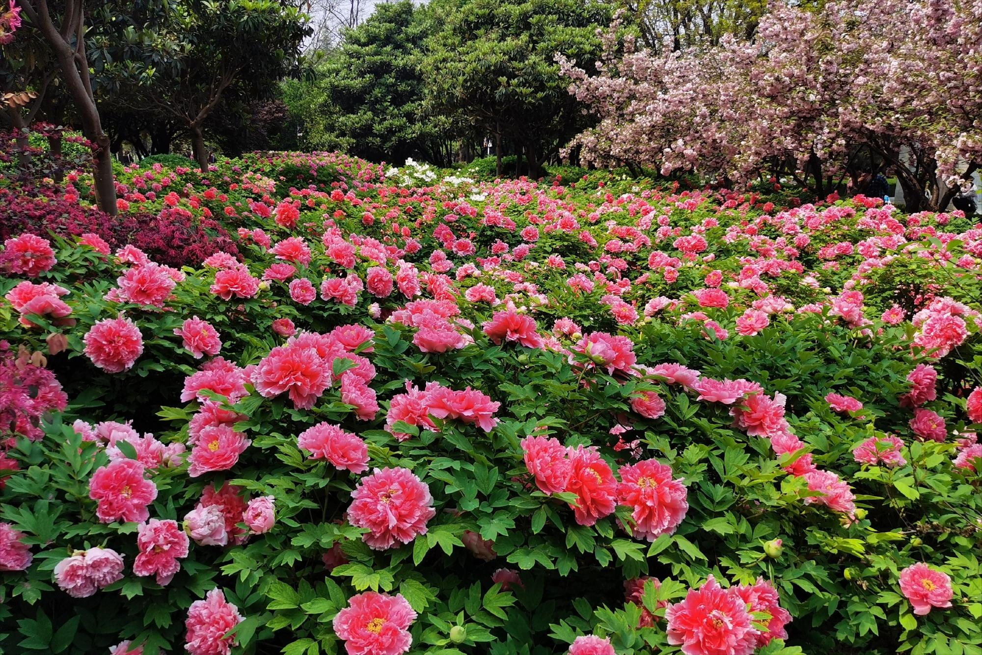 洛阳四月正是牡丹盛开的季节,洛阳牡丹几月几日开最美