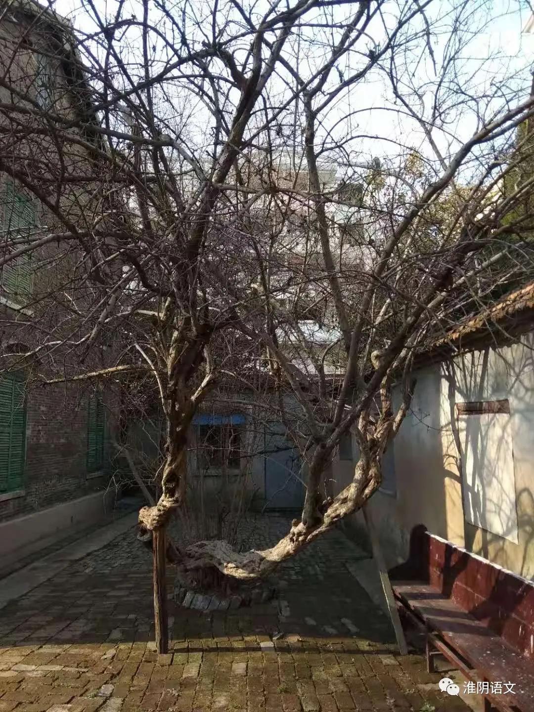 淮安市老坝口小学表演,淮安市老坝口小学