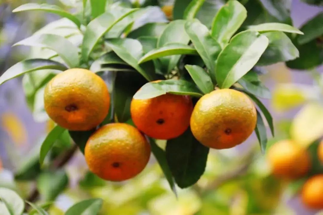 清远冬季水果,清远冬季水果采摘