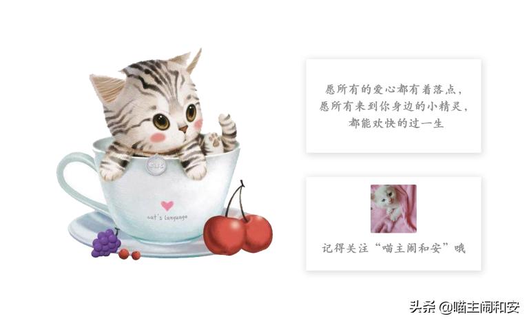 猫咪自发性膀胱炎怎么避免,为什么公猫容易自发性膀胱炎