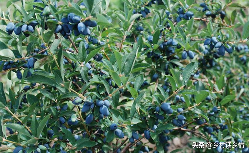 20公分的红橘树多少钱一棵,长白山蓝果多少钱一斤