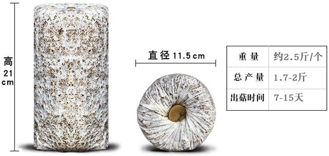 在家种蘑菇菌包靠谱吗,家种蘑菇菌包