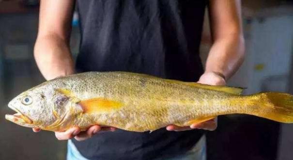 浙江渔民捕获一条七斤重大黄鱼,渔民捕获重达4.2斤大黄鱼