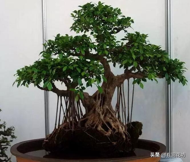 金钱榕树叶子发黄脱落是什么原因,吸水石上的榕树叶子发黄怎么办