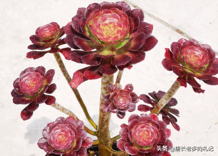 多肉僵苗怎么处理才能快速生长,多肉有新根为什么还是僵苗