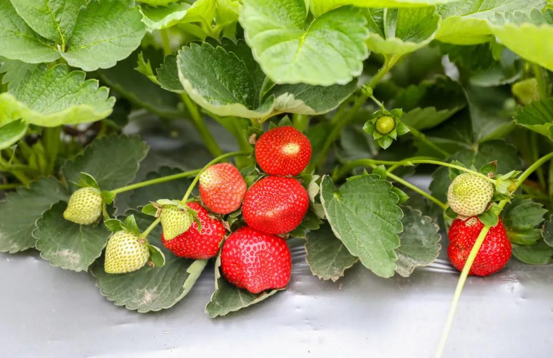 莓好时光高档彩虹西瓜采摘,最新草莓采摘时间表