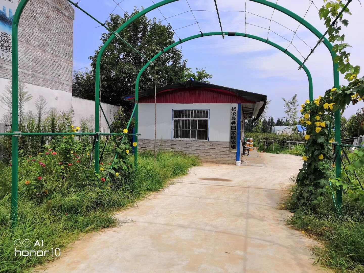 杨凌力丰种植专业合作社猕猴桃,一斤猕猴桃的利润