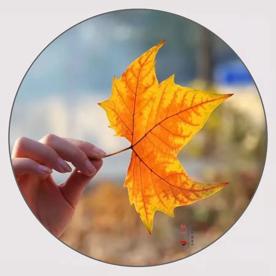 秋叶800m,秋叶800m最新视频