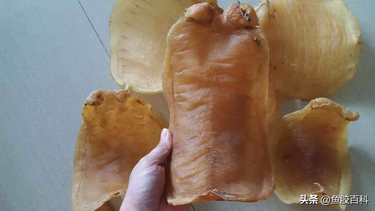 鱼胶花胶科普,鱼胶怎么买又便宜又有营养