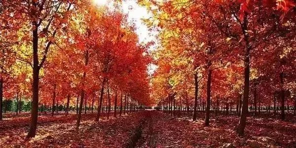 上海值得去的免费景点排名前十,上海最值得去免费景点