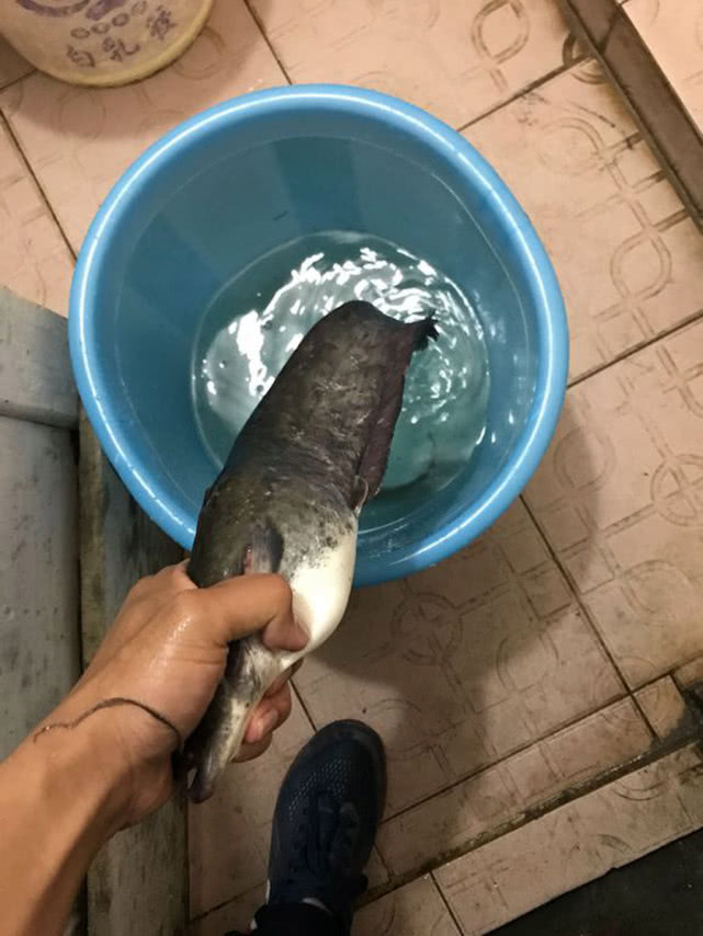 钓鲶鱼用什么饵最好呢,冬季钓鲶鱼的方法和技巧