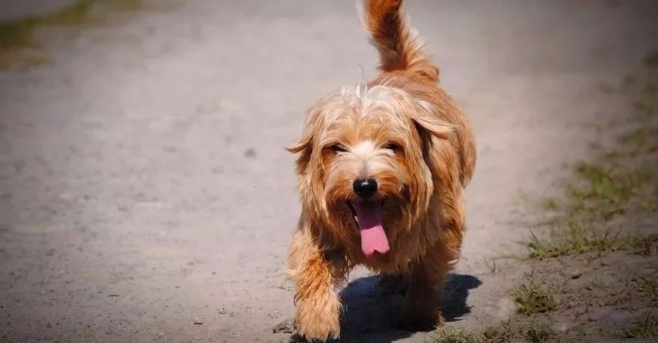 狗狗天气热生病怎么办呢,狗狗热了怎么办