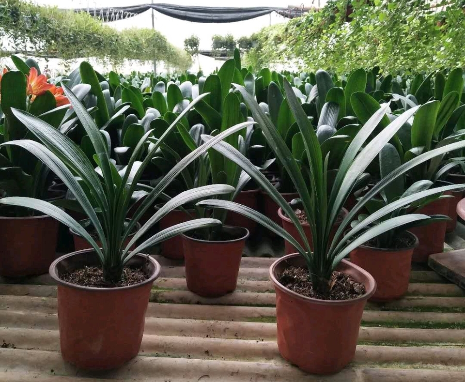 君子兰换盆后僵苗如何处理,僵苗君子兰怎么处理才能快速生长