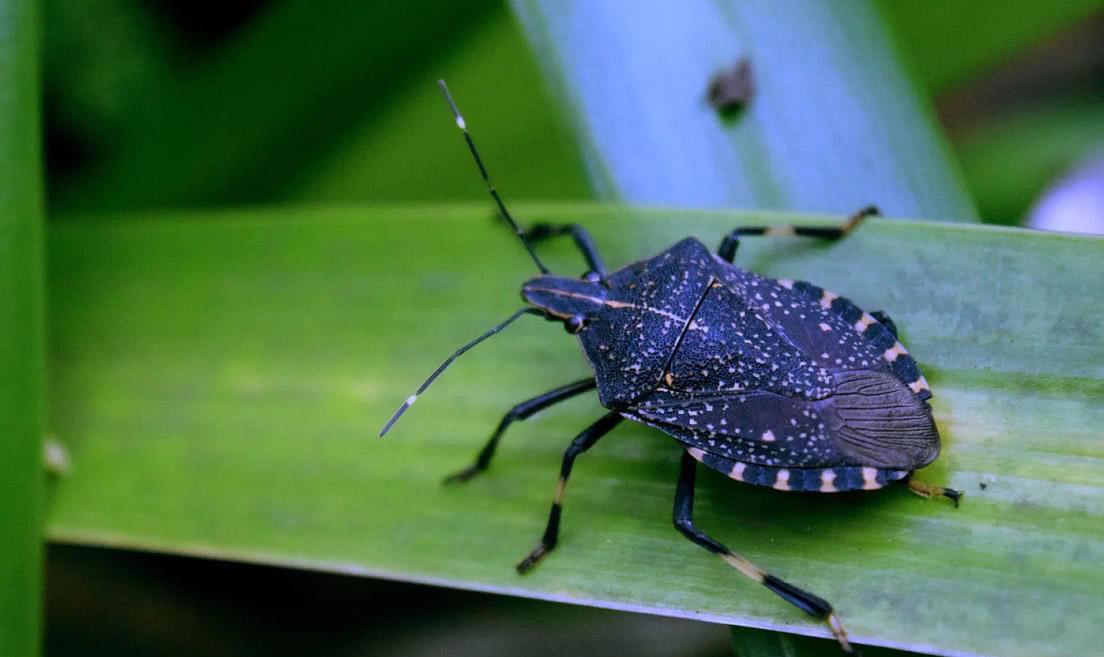 打屁虫可食用出售,农村臭屁虫有什么用途