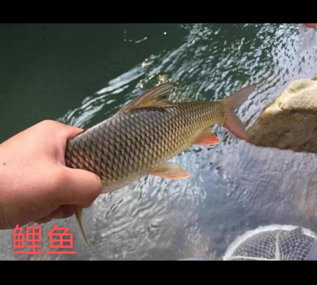 四川河里大眼鱼,四川泛滥的鱼