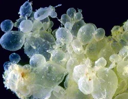 李女士隐瞒怀孕,李女士假怀孕