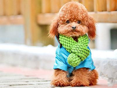 泰迪公的发情期有什么征兆,两只泰迪一公一母发情期怎么办