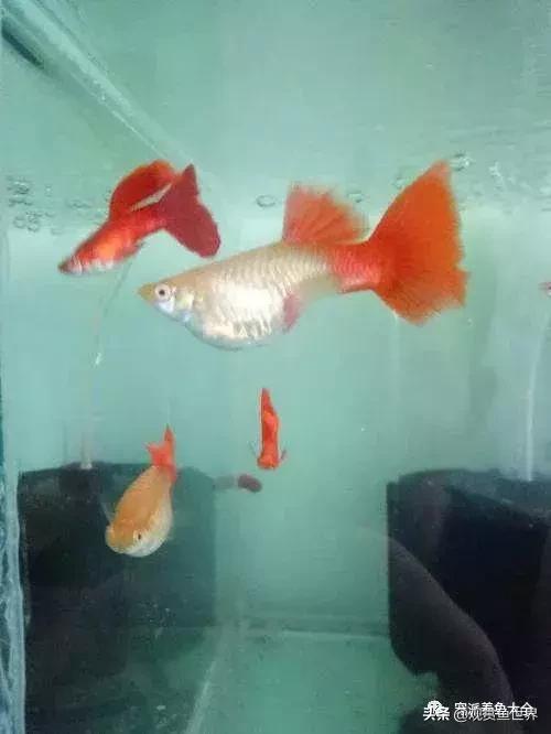 15个孔雀鱼品系图鉴绝美版,15个孔雀鱼品系图鉴