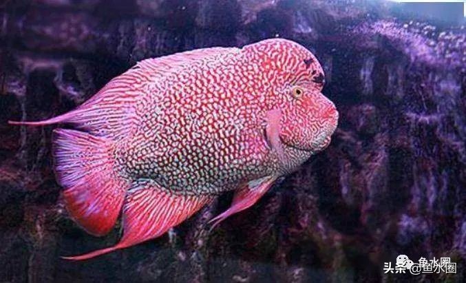 罗汉鱼身上亮片少是什么品种,罗汉鱼血麒麟和火凤哪个品种好