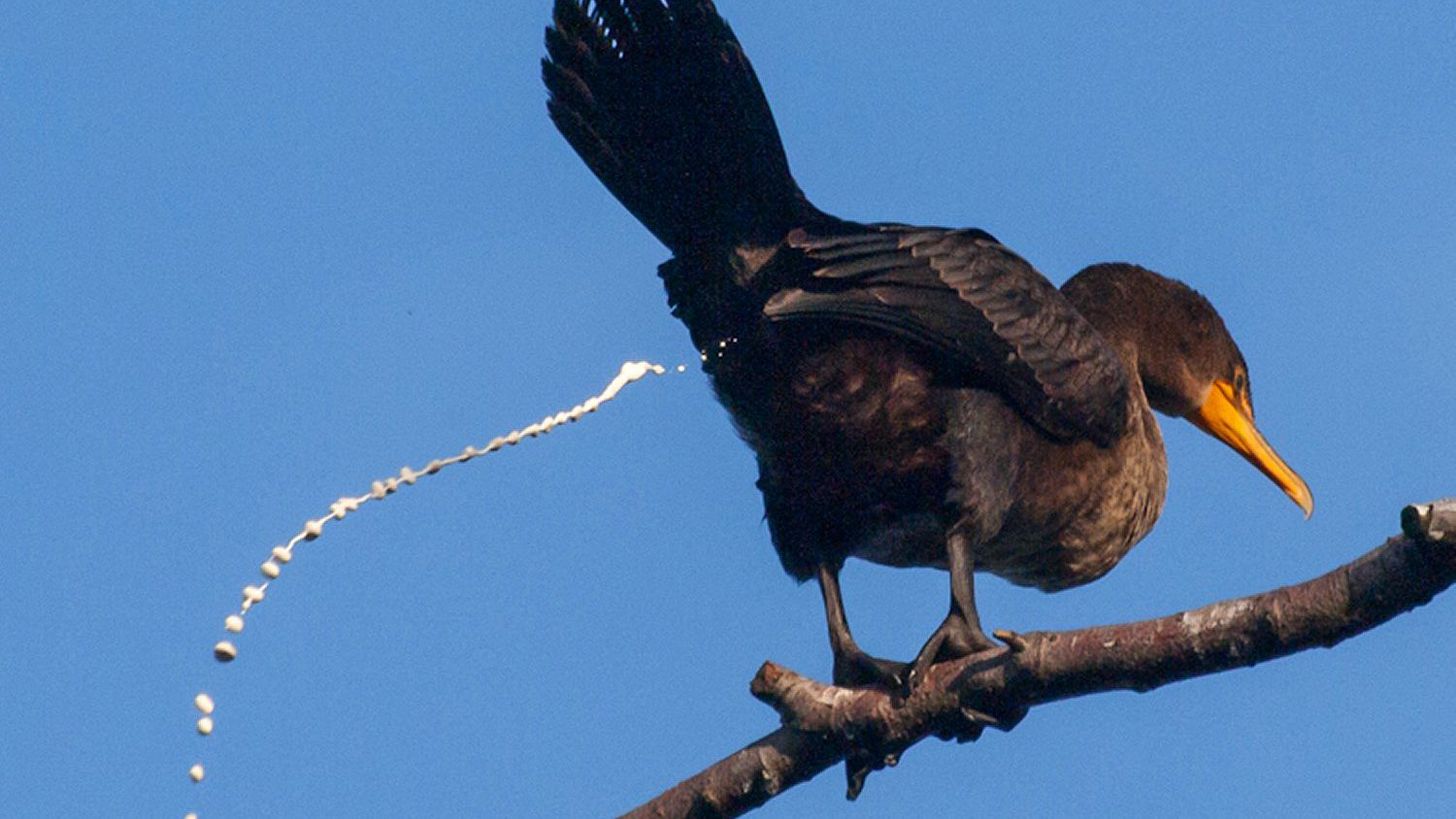 为什么一些动物的排泄器官和交配器官是同一个?人类却不是如此?