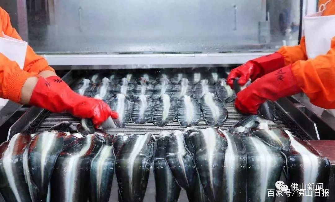 顺德三年磨一剑再造现象级产品《鳗鱼的故事》昨晚央视首发