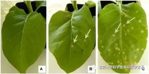 北大院长讲史：第一株病毒是如何被人类发现的？|赛先生